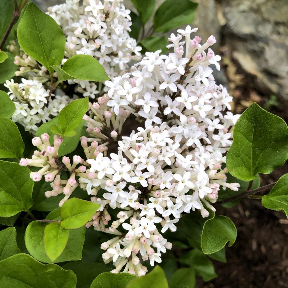Pearl Potion™ Korean Lilac lilac plant online shopping