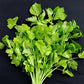 Chinese Yellow Stem Celery