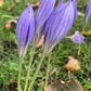 Sativus Saffron Fall Flowering Crocus Corms