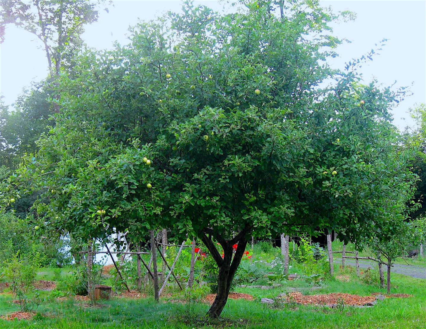 30 Year Old Yellow Transparent Heirloom Earliest Ripening Apple Plant on a Semi Drawrf Rootstock