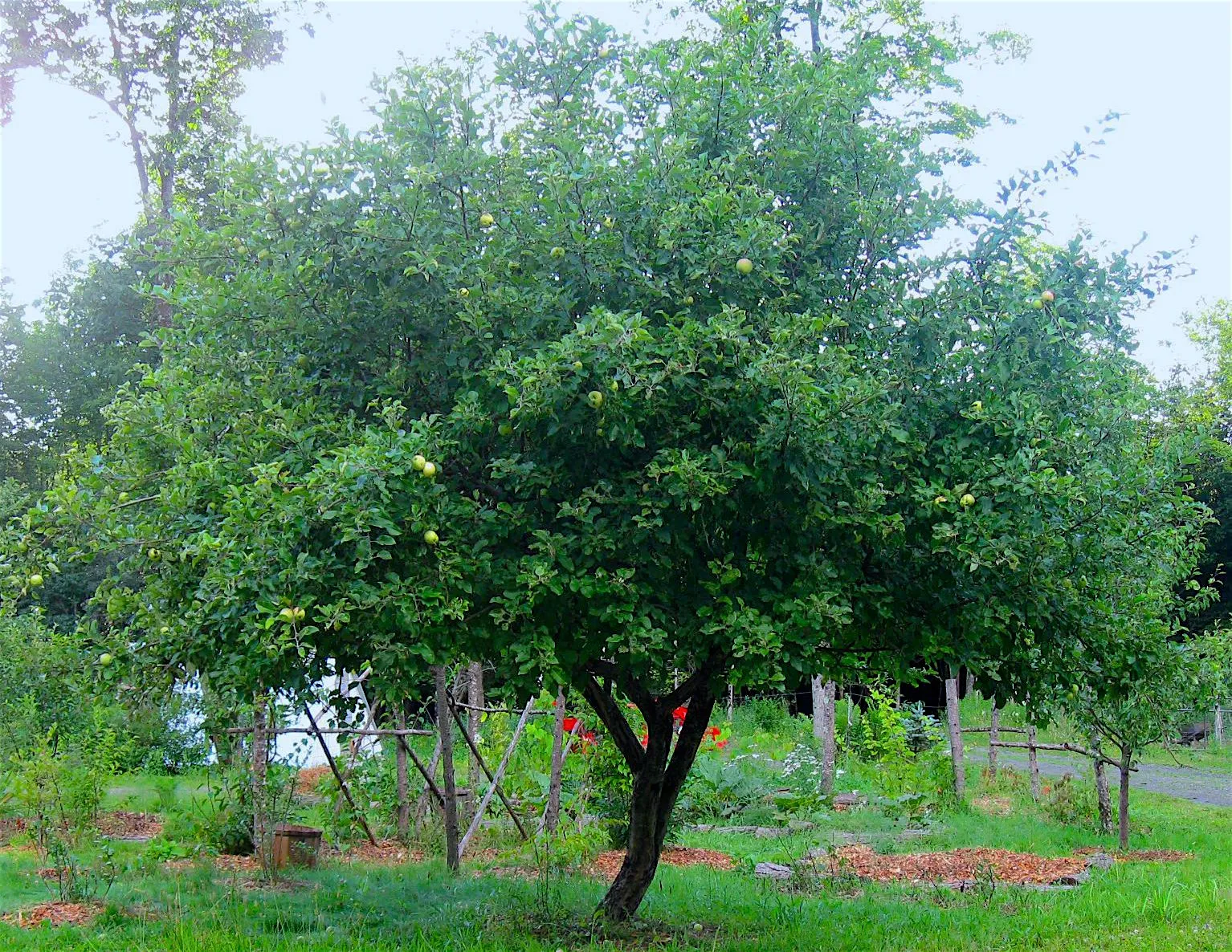 30 Year Old Yellow Transparent Heirloom Earliest Ripening Apple Plant on a Semi Drawrf Rootstock