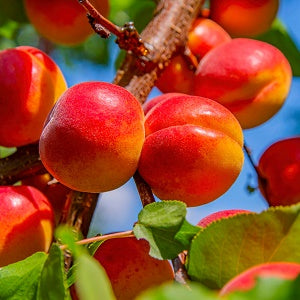 AC™ Haroblush Apricot Hardy Disease Resistant Self Fertile Fruit Tree