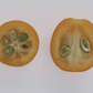 Marumi Kumquat Budwood citrus plant material online shopping