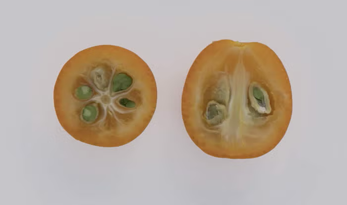 Marumi Kumquat Budwood citrus plant material online shopping