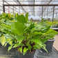 Hear No Evil Hosta Plants online shopping