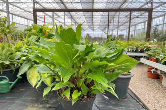 Hear No Evil Hosta Plants online shopping