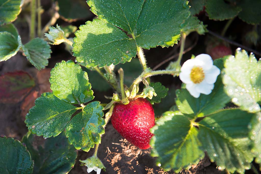 Tillamook Short Day Strawberry