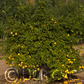 Rubidoux Trifoliate Seed citrus plant material online shopping