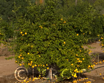 Rubidoux Trifoliate Seed citrus plant material online shopping