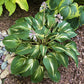 Sharp Dressed Man Hosta Plants online shopping