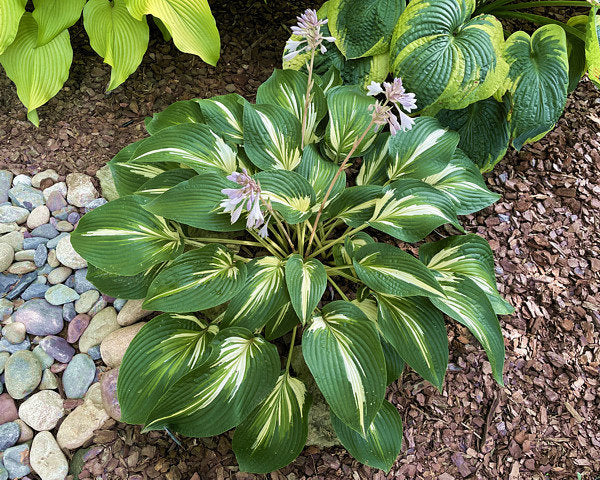 Sharp Dressed Man Hosta Plants online shopping