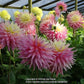 Clearview Jonas Dahlia Plants online shopping