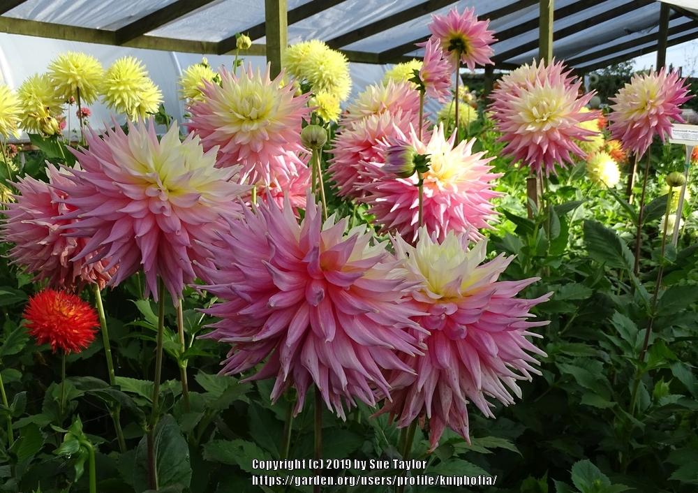Clearview Jonas Dahlia Plants online shopping