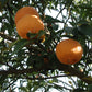 Yuzu Ichandrin Papeda Hybrid Budwood citrus plant material online shopping