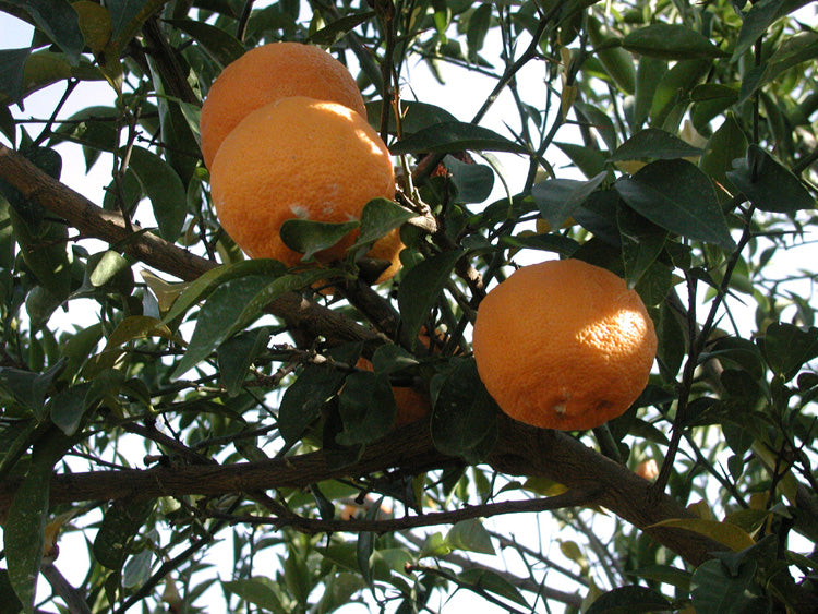 Yuzu Ichandrin Papeda Hybrid Budwood citrus plant material online shopping