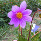 D. Sorensenii Wild Dahlia