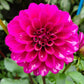 Gonzo Grape Dahlia