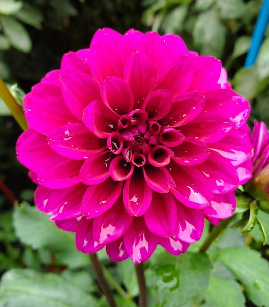 Gonzo Grape Dahlia