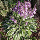Ginko Craig Hosta Plants online shopping