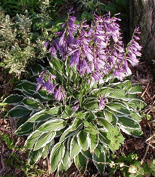 Ginko Craig Hosta Plants online shopping