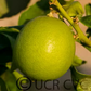Persian Lime Budwood citrus plant material online shopping