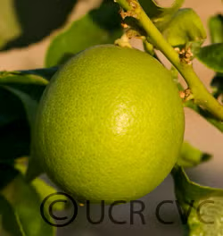 Persian Lime Budwood citrus plant material online shopping