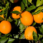 Rio Grande Navel Orange Budwood citrus plant material online shopping