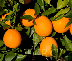 Rio Grande Navel Orange Budwood citrus plant material online shopping