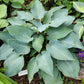 Kempen Magenta Blue Hosta Plants online shopping