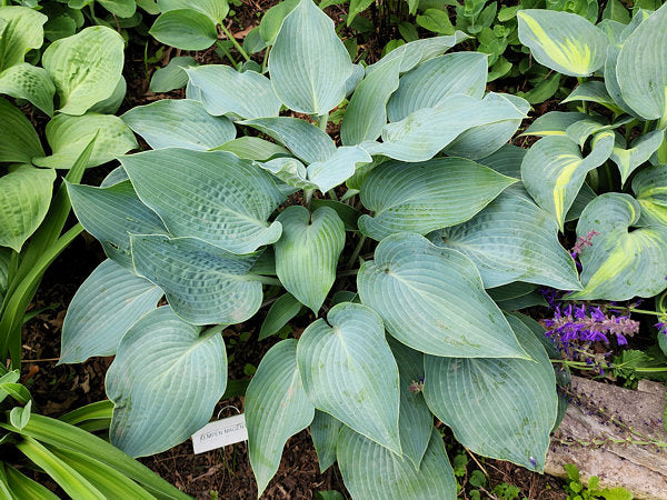 Kempen Magenta Blue Hosta Plants online shopping