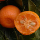 Calamondin Budwood citrus plant material online shopping