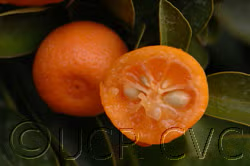 Calamondin Budwood citrus plant material online shopping