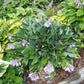 Salute Hosta Plants online shopping