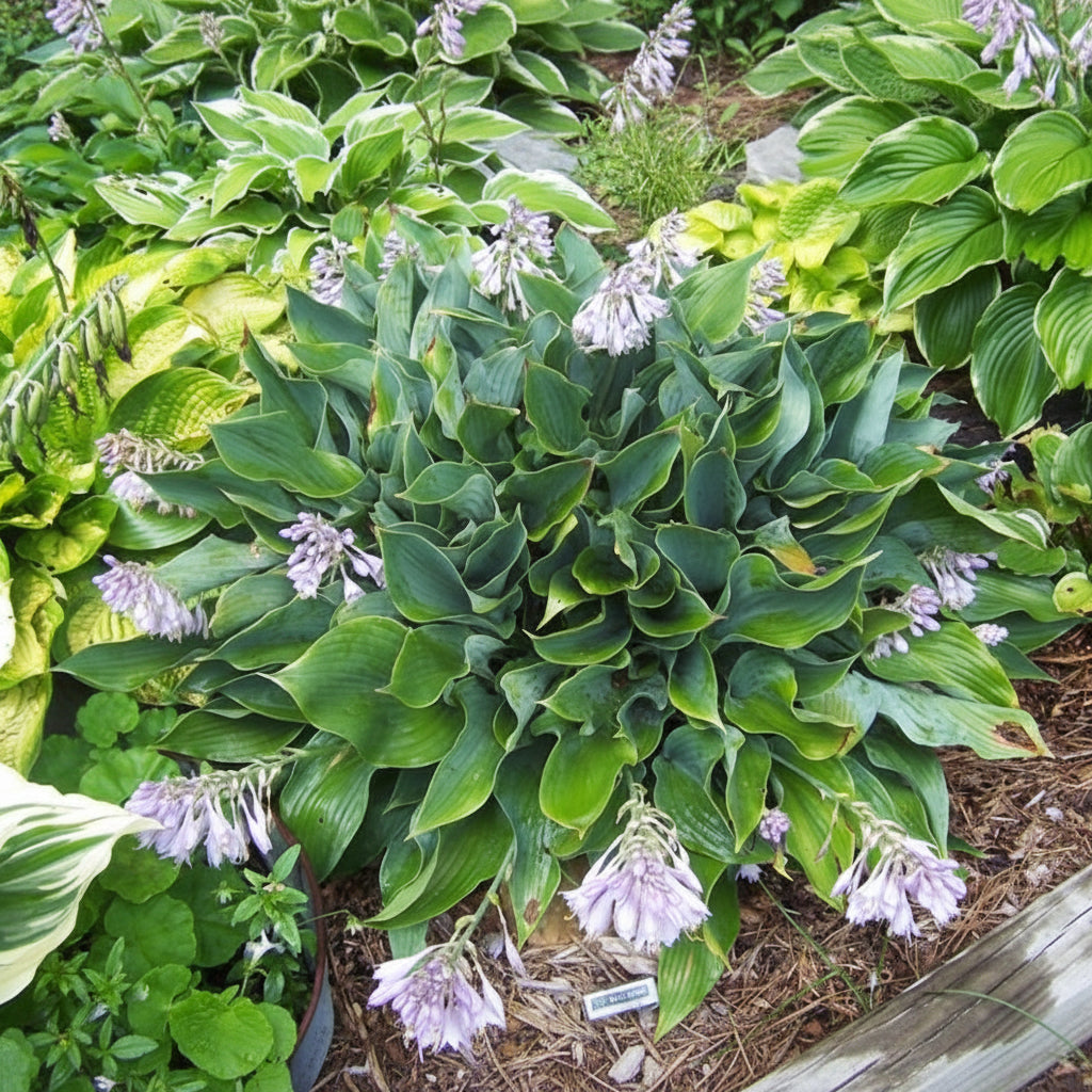 Salute Hosta Plants online shopping