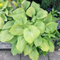 Rosedale Golden Goose Hosta Plants online shopping