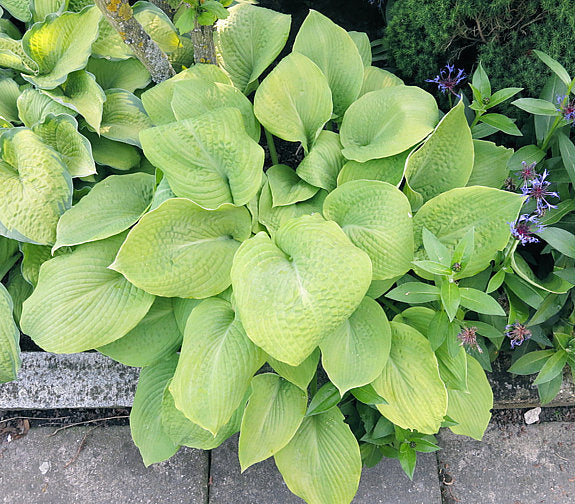 Rosedale Golden Goose Hosta Plants online shopping