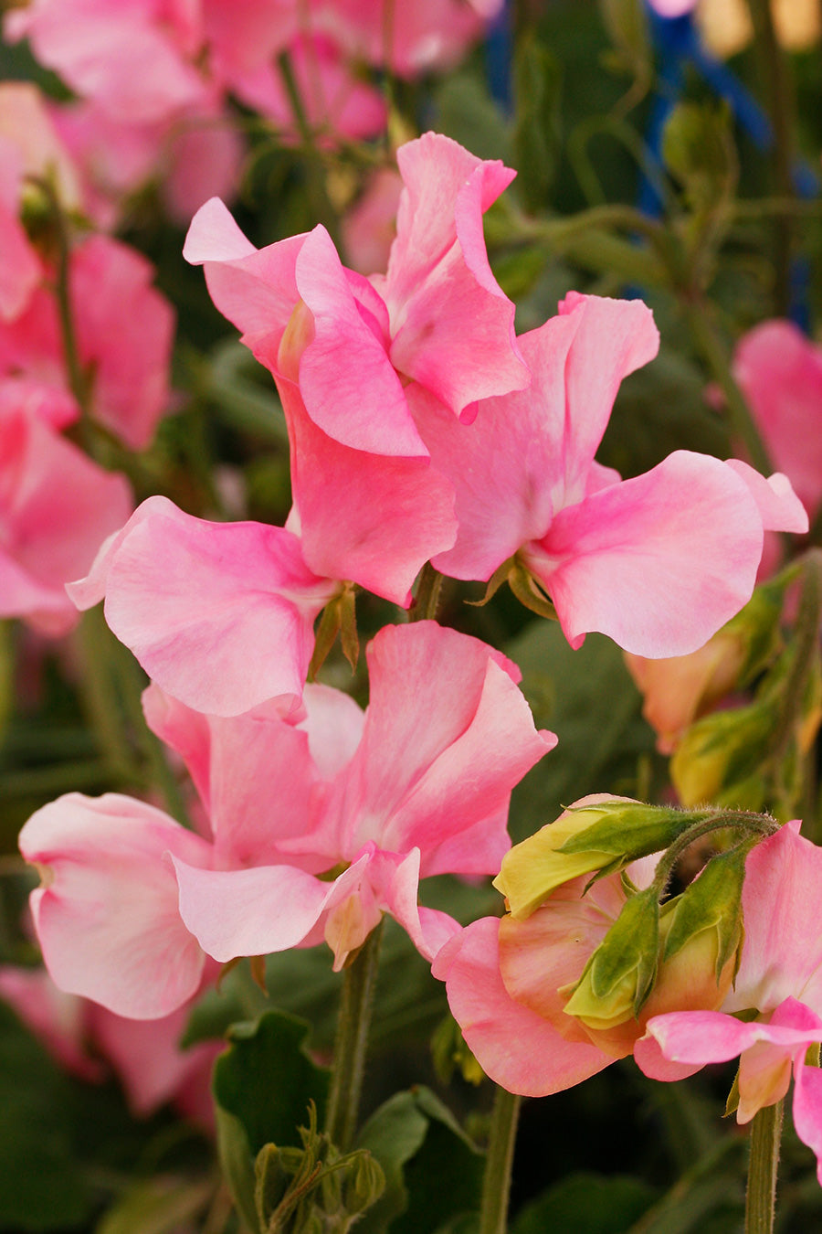 Solstice Soft Pink Sweet Pea seeds online shopping