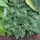 Little White Lines Hosta Plants online shopping