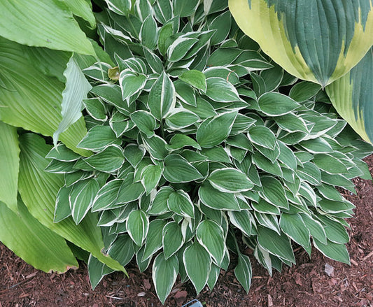 Little White Lines Hosta Plants online shopping