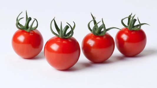 Mountain Merit Tomato Seeds online shopping