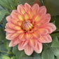Nicholas Dahlia Plants online shopping