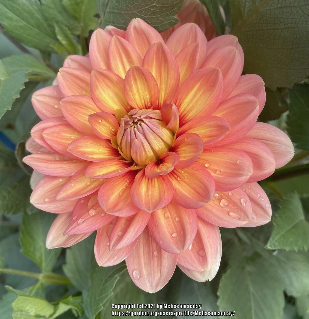 Nicholas Dahlia Plants online shopping