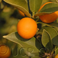 Meiwa Kumquat Budwood citrus plant material online shopping
