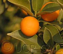 Meiwa Kumquat Budwood citrus plant material online shopping