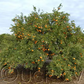 Sidi Aissa Clementine Budwood citrus plant material online shopping