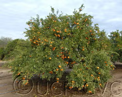 Sidi Aissa Clementine Budwood citrus plant material online shopping