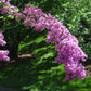 Lilac Sunday Rouen Lilac lilac plant online shopping