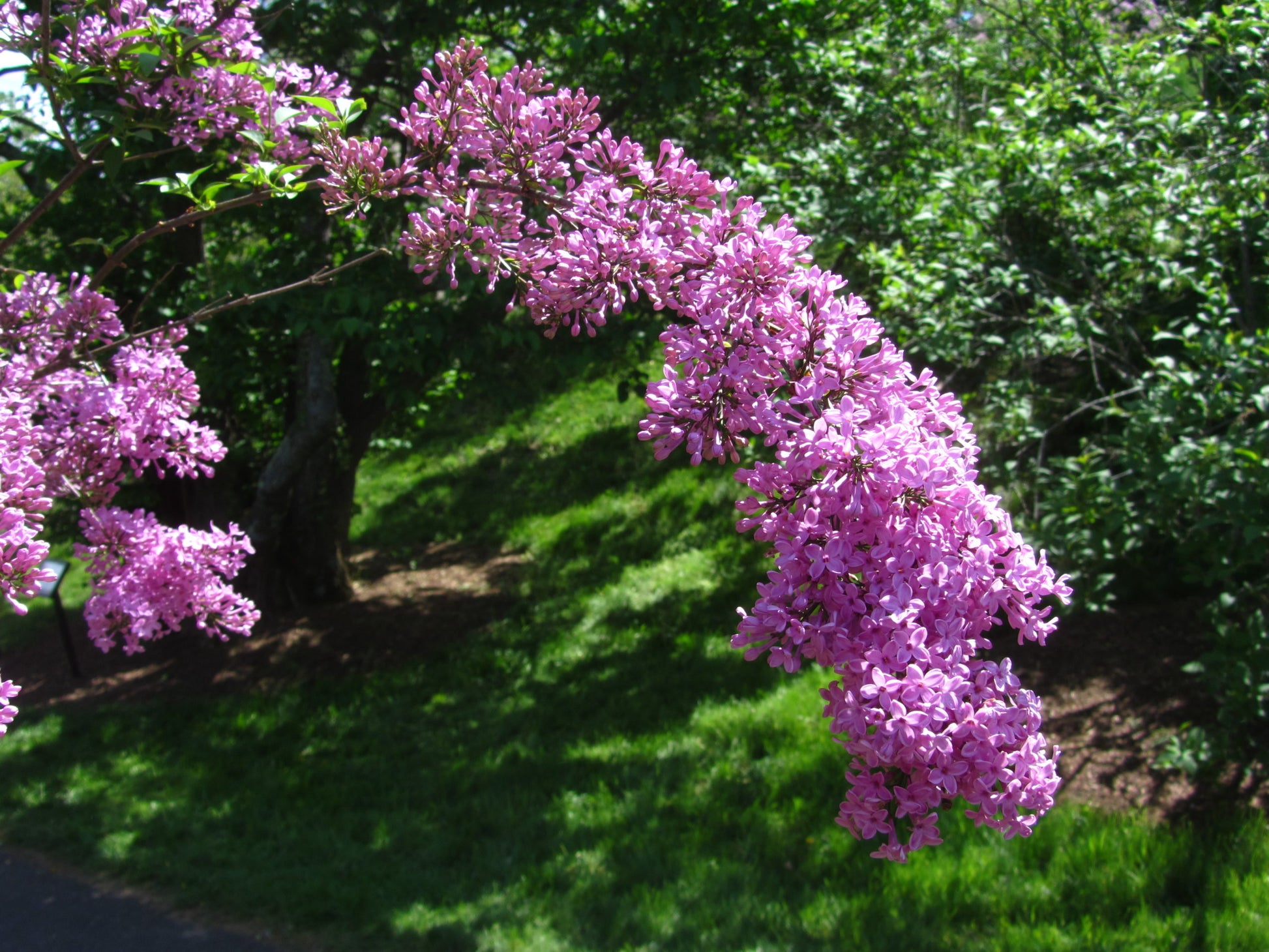 Lilac Sunday Rouen Lilac lilac plant online shopping