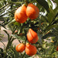 Nippon Orangequat Budwood citrus plant material online shopping