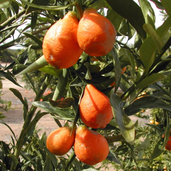 Nippon Orangequat Budwood citrus plant material online shopping